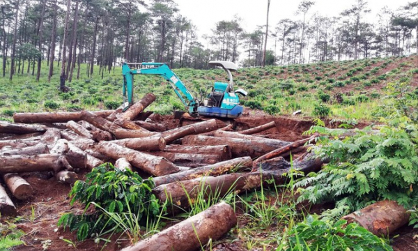 Lâm Đồng mất hàng ngàn héc ta rừng