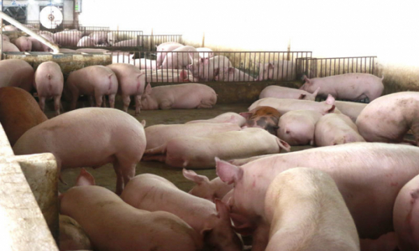Ồ ạt tăng giá dịp Tết, lãi 4 triệu/con lợn dân nuôi mất ăn mất ngủ