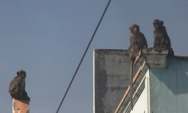 Đã bắn thuốc mê được 6 con khỉ trong đàn khỉ ‘đại náo’