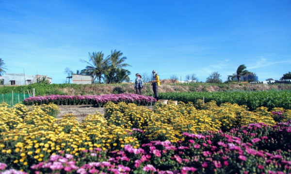 Ninh Thuận: Nông dân làng hoa Mỹ Bình phấn khởi vì hoa Tết 'được giá'
