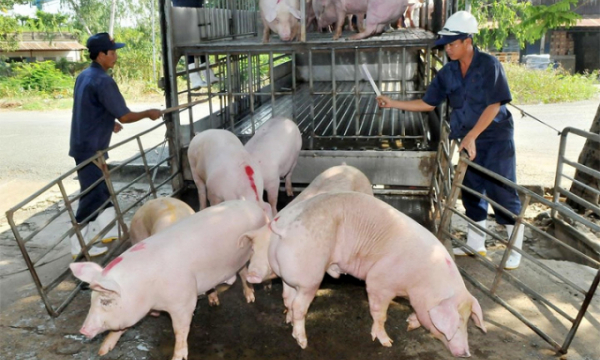 Giá lợn hơi hôm nay 20/1: Tiếp tục tăng 1.000 - 2.000 đồng/kg