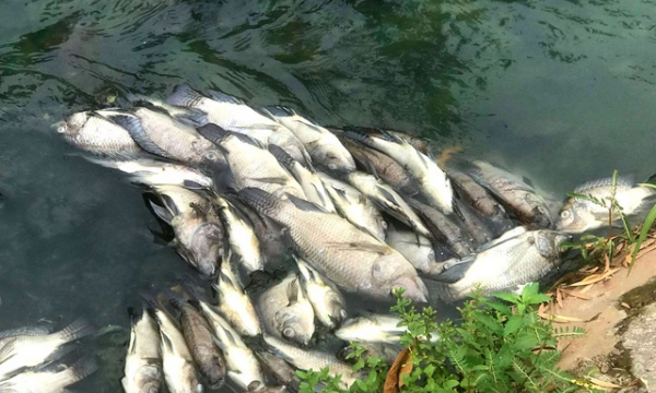 Bình Dương: 3.000 con cá chết vì nước tù đọng, nhiệt độ thay đổi đột ngột
