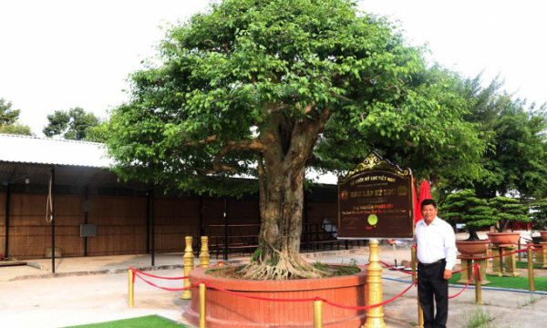 Xác lập kỷ lục cây sanh bonsai có đường kính tán lớn nhất Việt Nam