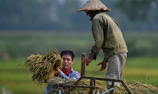 Gạo Việt xuất sang Anh bán giá gần 50.000 đồng/kg