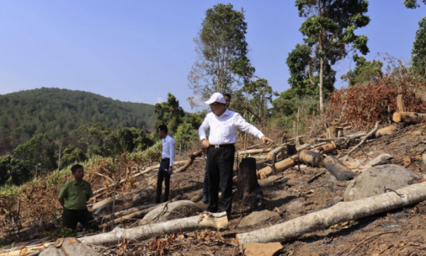 Triệu tập 2 người liên quan vụ phá rừng phòng hộ ở Đà Lạt
