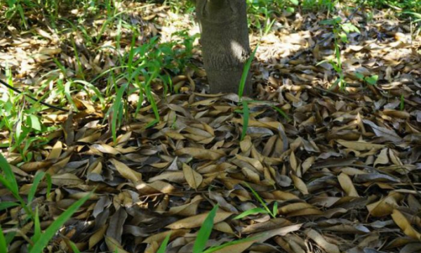 Hàng chục ha sầu riêng ở Kon Tum bị rụng lá