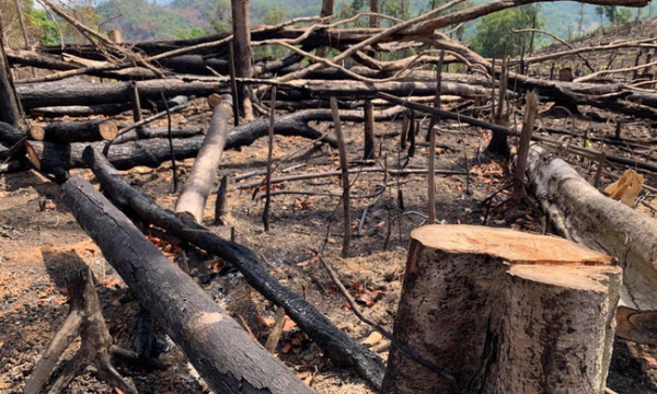 Đăk Lăk điều tra 2 vụ phá rừng rất nghiêm trọng