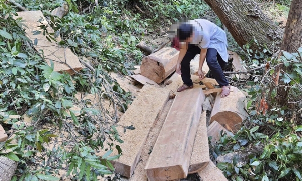 Khởi tố vụ án 'xẻ thịt' rừng già ở Gia Lai