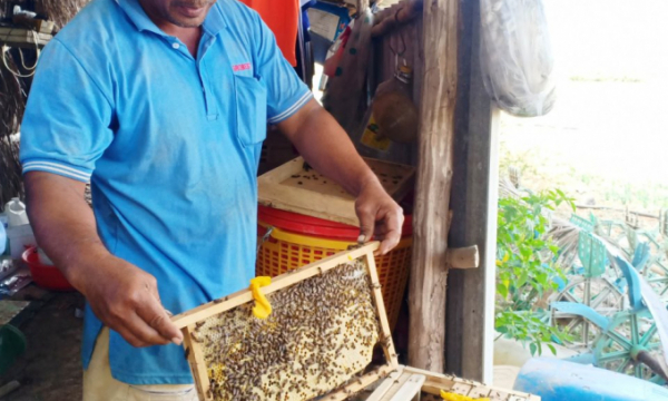Nuôi ong thiên nhiên lấy mật kiếm tiền triệu mỗi tuần