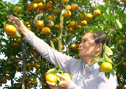 Phát triển bền vững cây quýt hồng Lai Vung
