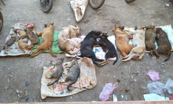 Đắk Lắk: Trắng đêm vây bắt 'cẩu tặc', thu 13 con chó mèo bị đánh bả