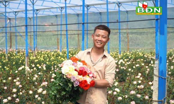 Chàng nông dân trẻ lập nghiệp từ trồng hoa hồng