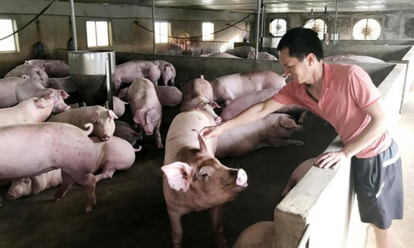 Giá lợn hơi hôm nay 30/3/2021: Có nơi tăng 2.000 đồng/kg