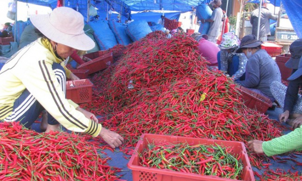 Thực hư Trung Quốc cấm nhập ớt từ Việt Nam