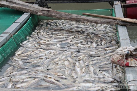 Cá nuôi ở thượng nguồn sông Sài Gòn chết hàng loạt, thiệt hại tiền tỷ