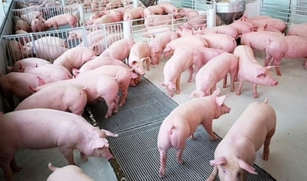 Moody: Giá thịt lợn cao làm phức tạp thêm đà phục hồi kinh tế