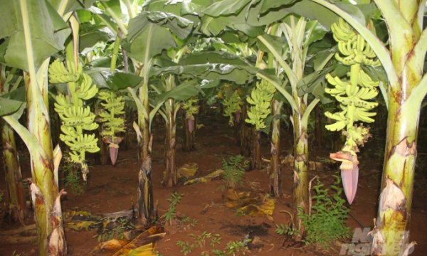 Đồng Nai: Chuyển đổi cơ cấu cây trồng thích ứng biến đổi khí hậu