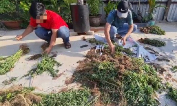 Người đàn ông Canada trồng gần 500 cây cần sa ở Phan Thiết