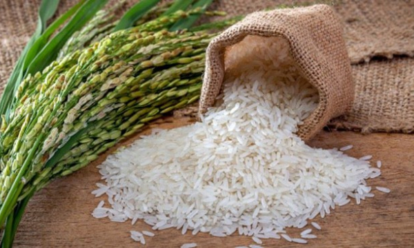 Sau gạo cấp thấp, Việt Nam bắt đầu mua gạo cao cấp Ấn Độ