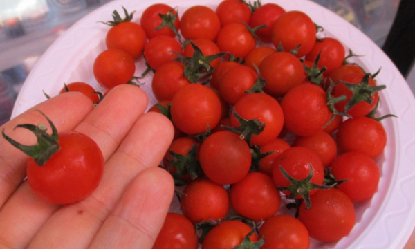 Ngỡ ngàng với loại 'cà chua Lâm Đồng' giá nửa triệu đồng/kg
