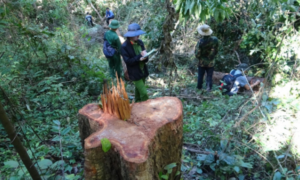 Khởi tố 37 đối tượng phá rừng đặc dụng Ea Sôr, tỉnh Đắk Lắk