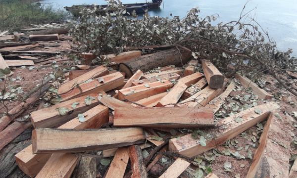 UBND tỉnh Gia Lai chỉ đạo làm rõ vụ gỗ lậu ở lòng hồ thủy điện