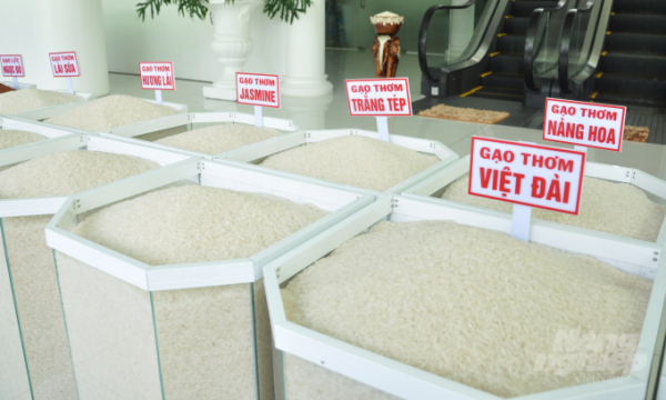 Sản xuất lúa gạo theo mệnh lệnh thị trường