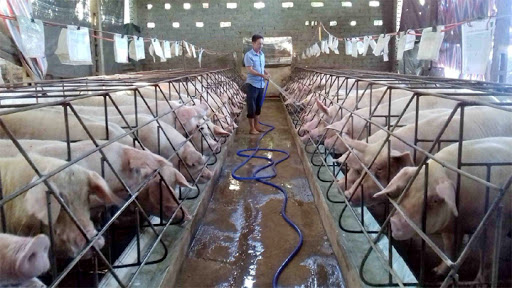Giá lợn hơi hôm nay 16/5/2021: Biến động 1.000 - 4.000 đồng/kg