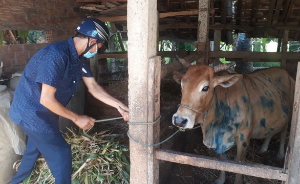 Bệnh viêm da nổi cục ở trâu bò bùng phát tại Bình Định