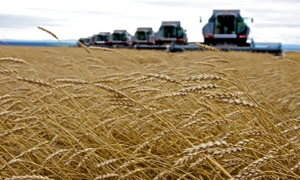 Nga công bố mức thuế xuất khẩu mới với ngô, lúa mì và lúa mạch