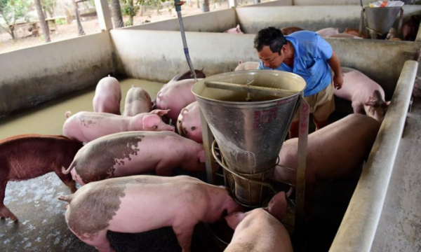 Giá lợn hơi hôm nay 6/6/2021: Biến động từ 1.000 - 3.000 đồng/kg