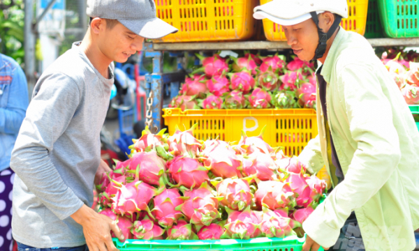 Giá thanh long Bình Thuận rớt thảm