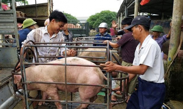 Giá lợn hơi hôm nay 8/6/2021: Giảm nhẹ, cao nhất đạt 75.000 đồng/kg
