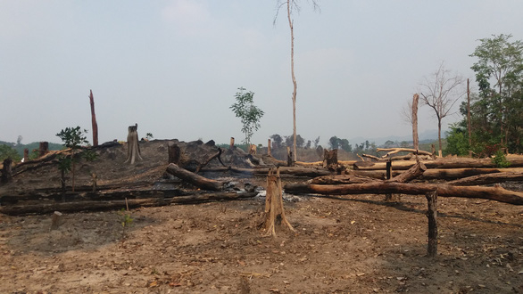 Hai đời trưởng ban làm mất hơn 424 hecta rừng phòng hộ
