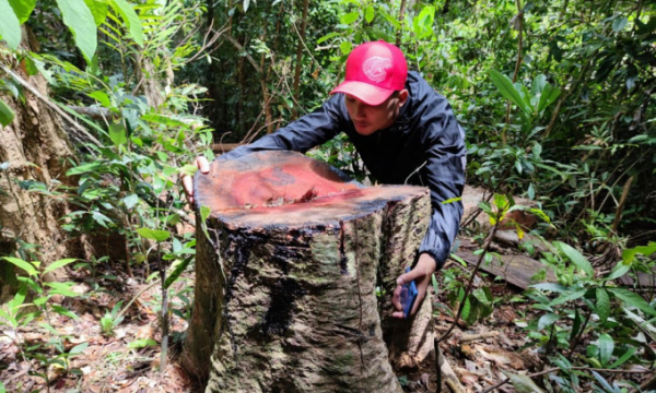 Khởi tố vụ phá rừng khủng khiếp ở Gia Lai