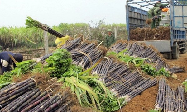 Bộ Công thương phấn khởi: Nhờ chống bán phá giá đường Thái, lần đầu đường nội mua hết mía dân trồng