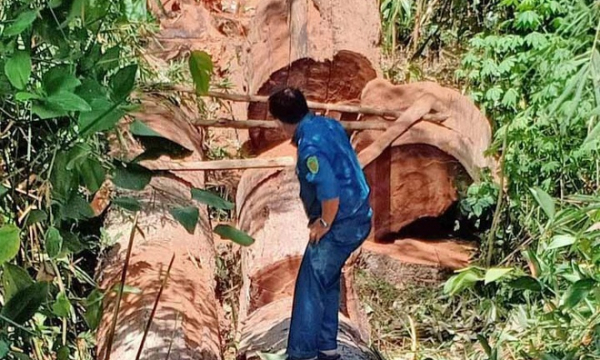 Gia Lai: Tạm giữ nhóm đối tượng cưa hạ 2 cây cổ thụ gần 30 mét khối gỗ