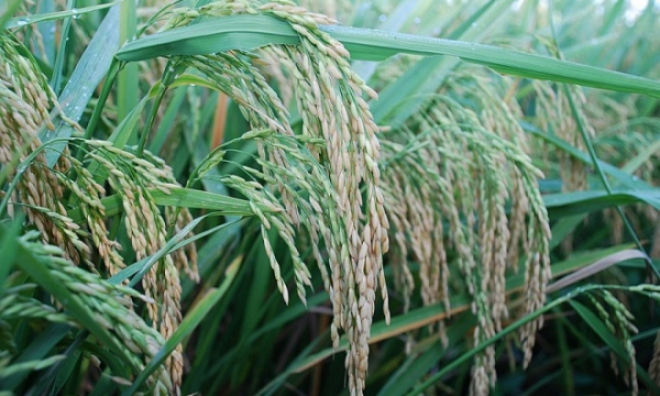 Giá lúa gạo ngày 24/6: Tiếp tục duy trì ổn định