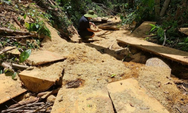 Thiệt hại hơn 50 khối gỗ, Gia Lai truy tìm lâm tặc phá rừng