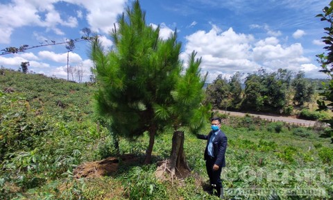 Trồng 100ha rừng thông ở Kon Tum: Sau 1 năm thông bị phá sạch, tiền khó thu hồi
