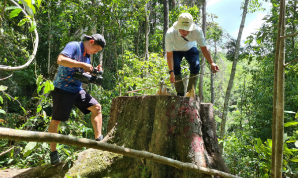 Gia Lai: Khởi tố vụ phá rừng lớn ở H.Kbang