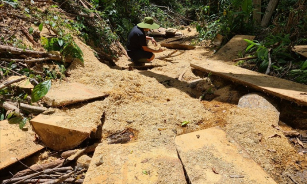 Khởi tố vụ phá rừng Kbang, công an tỉnh Gia Lai điều tra vụ xe gỗ 'khủng'