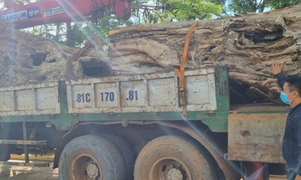 Đang xử lý xe tải ở Gia Lai chở 2 cây bằng lăng cổ thụ trái phép