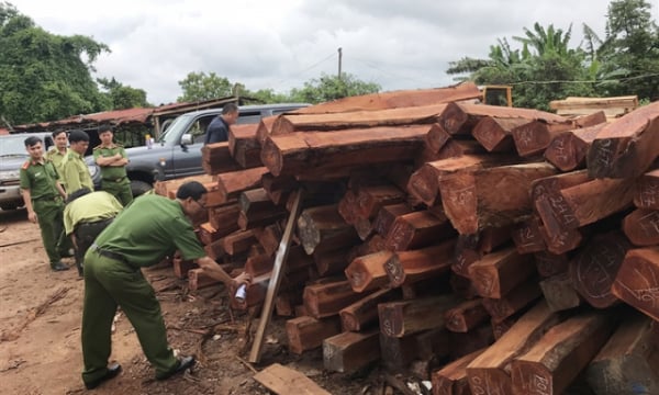 Gia Lai: Truy tố 7 bị can mua bán gần 1.400m3 gỗ lậu