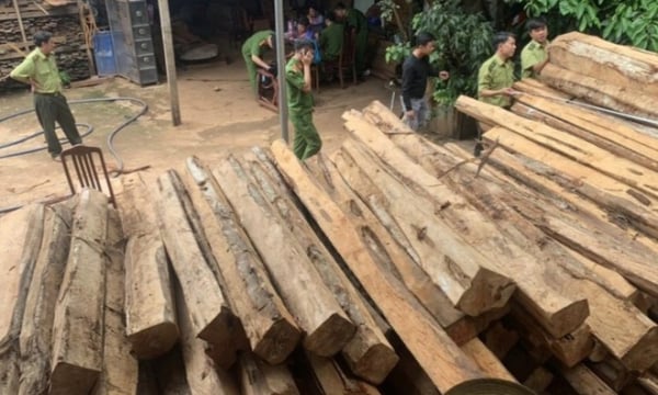 Truy tố nhóm đối tượng trong đường dây mua bán gỗ lậu 'khủng' tại Gia Lai
