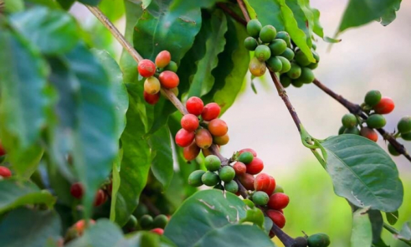Giá cà phê hôm nay 16/7: Arabica tiếp tục tăng, xuất khẩu cà phê các nước liên tiếp lập kỷ lục