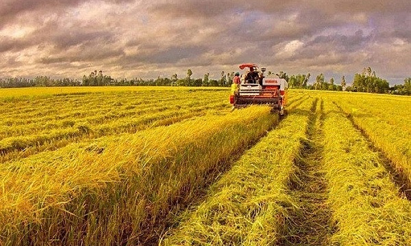 Giá lúa gạo ngày 16/7: Lúa nếp vỏ tươi giảm 600 đồng/kg