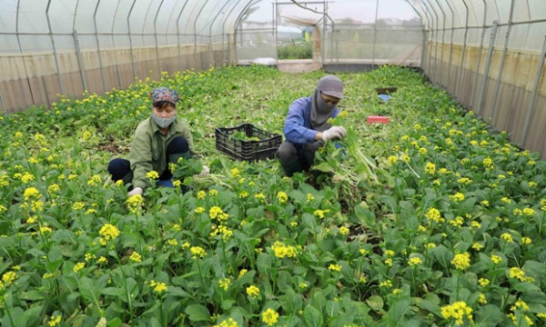 Nông dân trồng hoa và rau ở Lâm Đồng gặp khó trong tiêu thụ