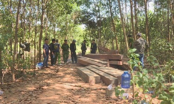 Đắk Lắk: Để mất hơn 300 ha rừng, 9 cán bộ công ty lâm nghiệp bị truy tố