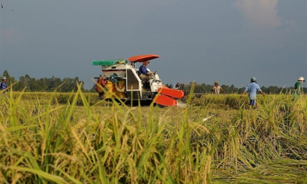 Không lưu thông được, giá lúa gạo miền Tây giảm sâu